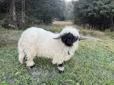 Junger Walliser Schwarznasenschaf-Widder