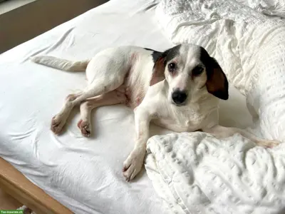 Mischlingshündin Hazel sucht ihr Für-immer-Zuhause