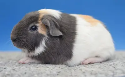 Meerschweinchen sucht Lebensplatz