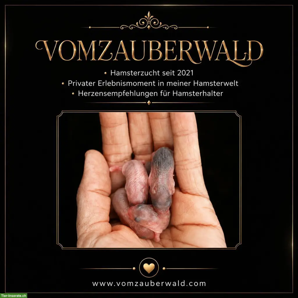 Junge Dsungarische Zwerghamster ab und an zur Abgabe