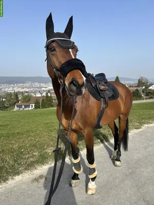 Reitbeteiligung in Dietikon ZH
