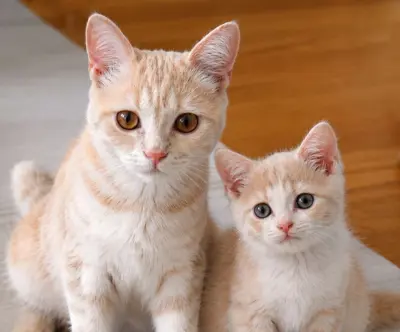 Ginger & Amarillo – zuckersüsse britische Kitten
