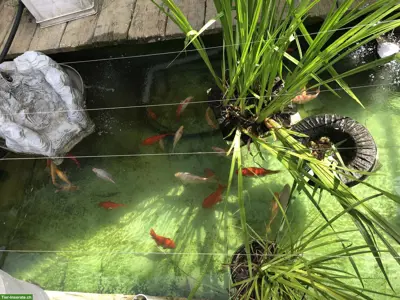 Gesunde Kois aus eigenem Weiher zu verkaufen