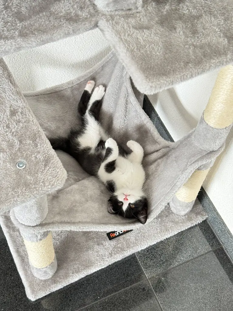 2 Jung Katzen zu verkaufen