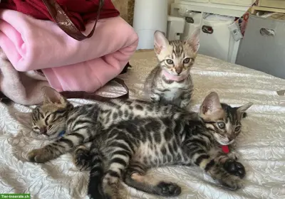 Wunderschöne Bengal-Kätzli – Für liebevolle Familien reserviert