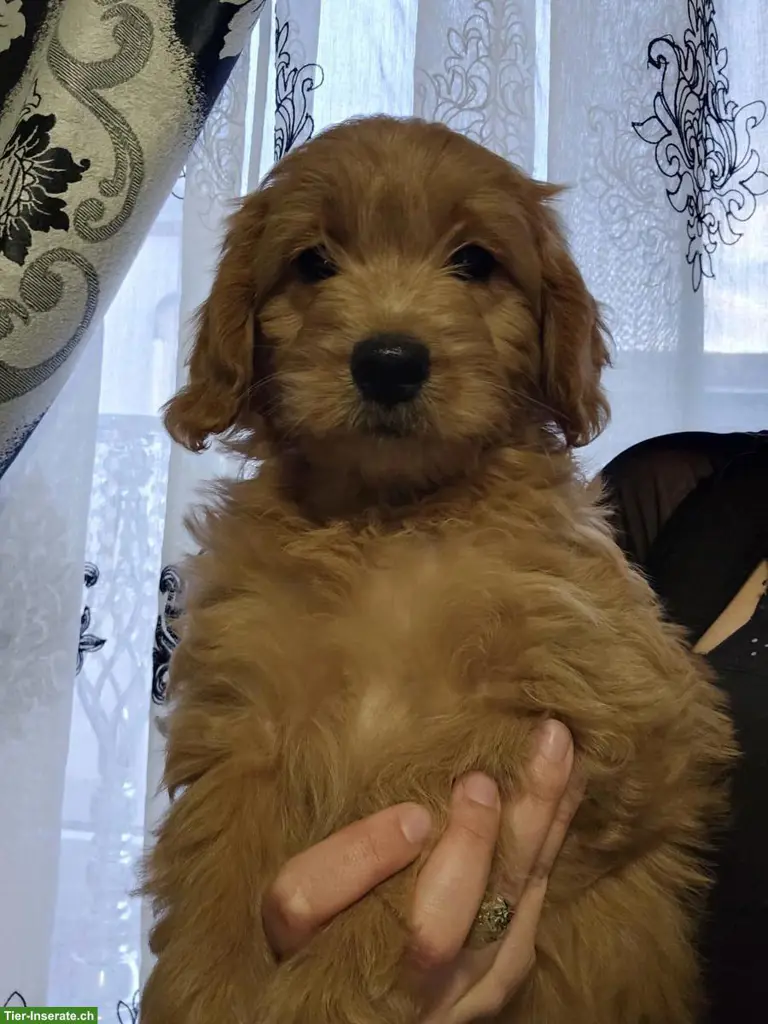 Goldendoodle F1 Mini mit Stammbaum