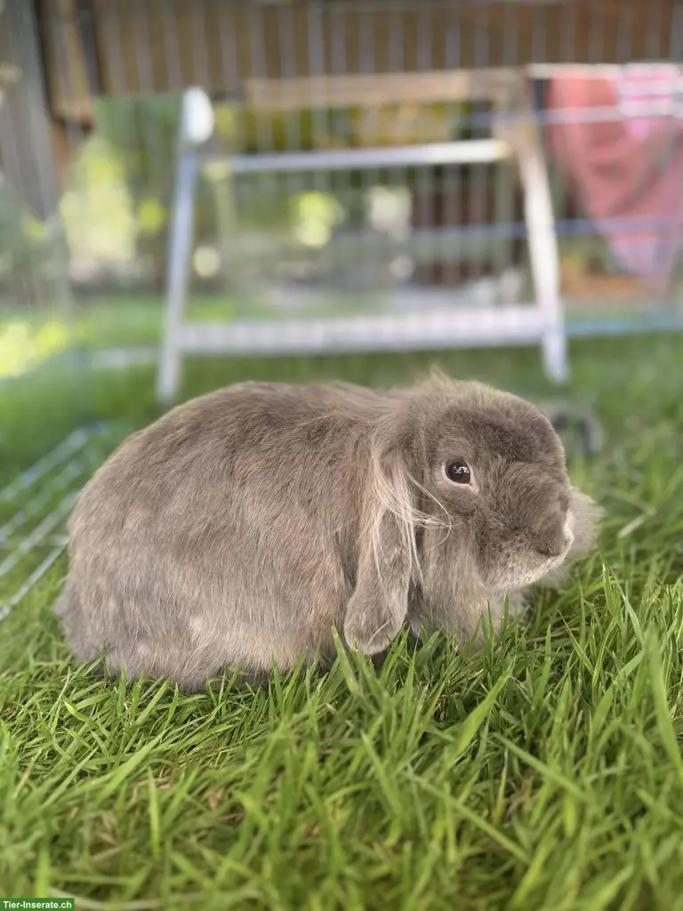 Löwenkopf Zwergkaninchen in grau sucht neues Zuhause