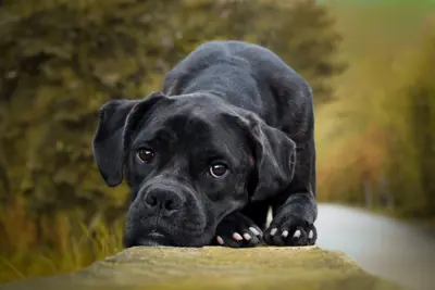 Herzenshund sucht seine Herzensmenschen