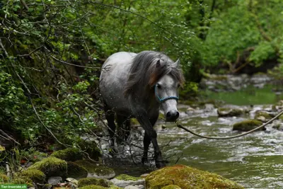 Spazierbeteiligung, Reitbeteiligung für Kinder mit Begleitung