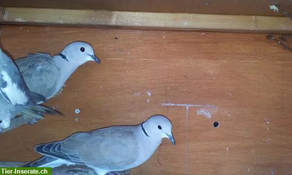 Lach- & Diamanttauben zu verkaufen