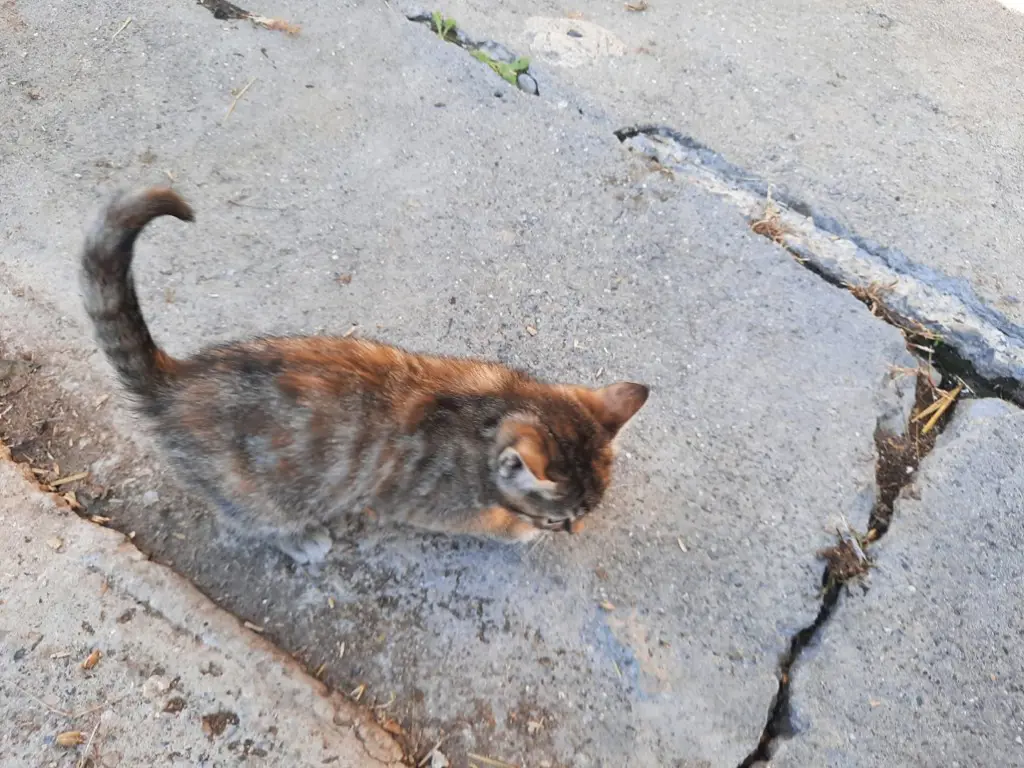 2 junge Katzen