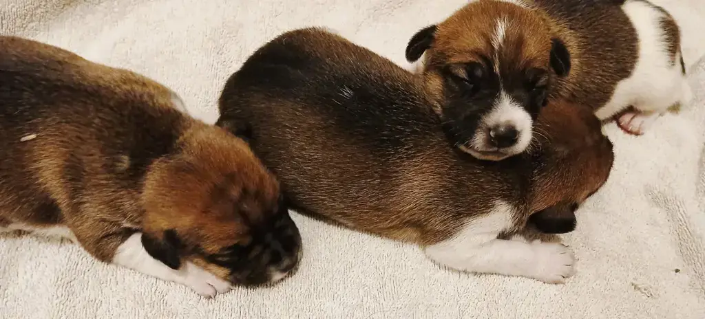 Jack Russel