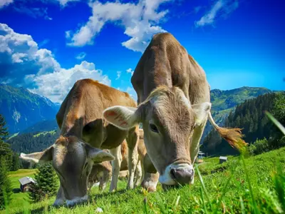 Mensch & Tierbehandlungen