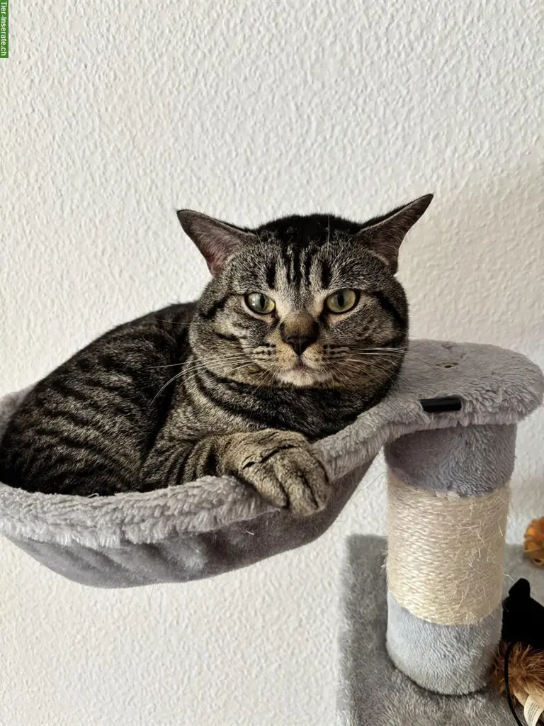Balu, eine Europäisch Kurzhaar Kater, 1-jährig