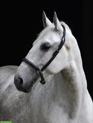 Lipizzaner Wallach, Herzenspferd sucht sein 5-Sterne-Zuhause