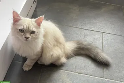 Schöne reinrassige Perser Kitten mit Nase