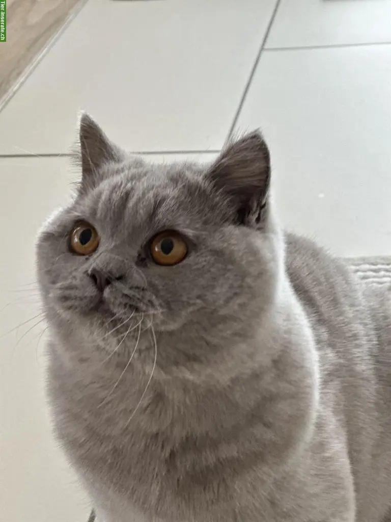 Deckkater BKH in Lilac mit Stammbaum
