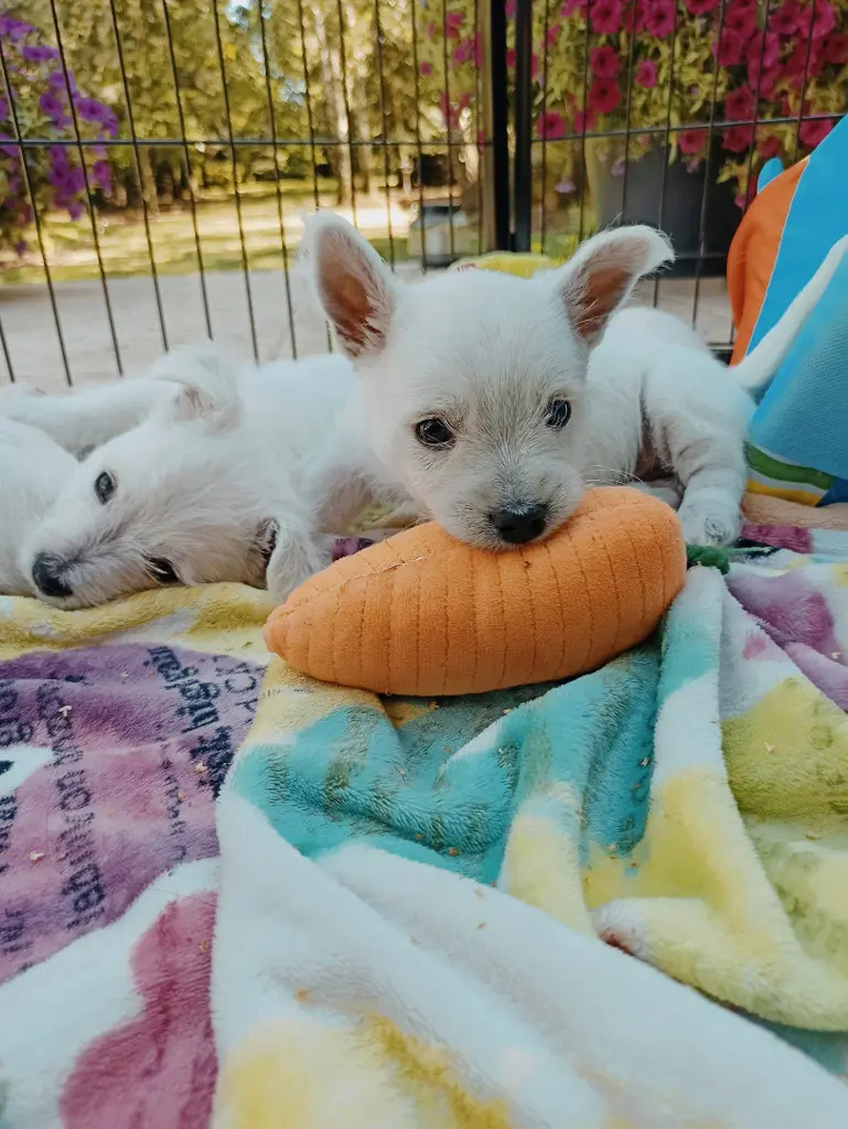 2 West Highland White Terrier-Welpen, 4 Monate alt