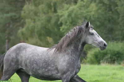 Sehr liebe Lusitano Stute zu verkaufen