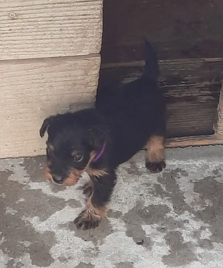 Terrier-Welpen