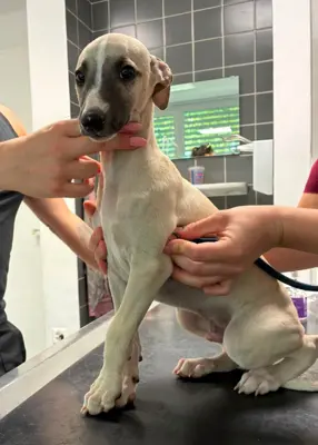 Junger Whippet Rüde Javid, Sandfarben (ganz)