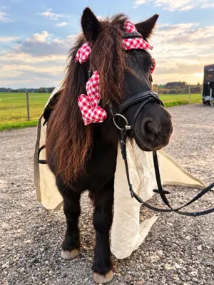 11-jährige Stute, 110cm, top Kinderpony