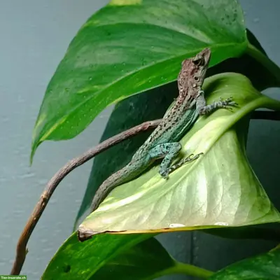 Anolis Leachii Nachzuchten abzugeben