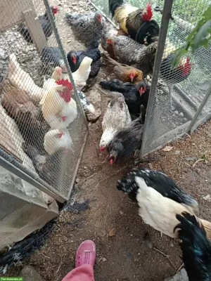 Orpington x Brahma Mix Hühner und weitere