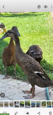 Junge Laufenten aus Naturbrut abzugeben