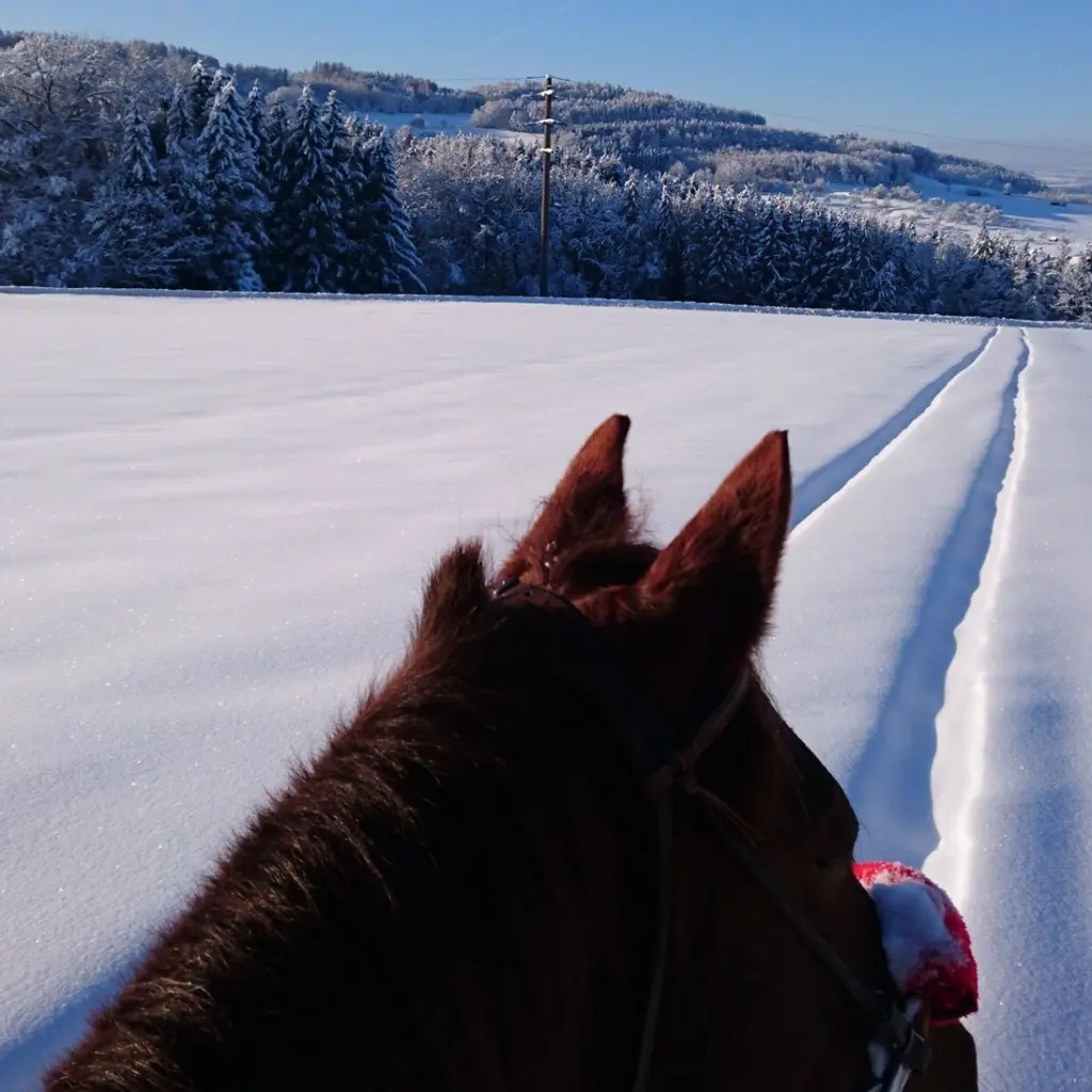 8e1a2aa9-b626-4af7-bdc7-e4ed94b35d42-Reitgebiet Winter 1.jpg