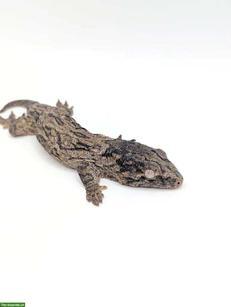 Rhacodactylus leachianus Yate Bubba Line