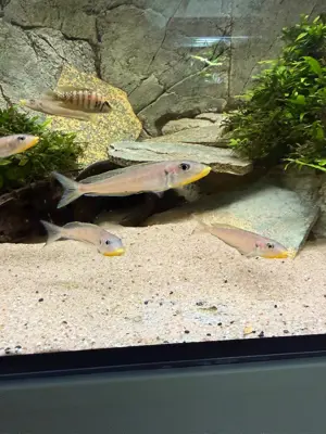 Enantiopus kilesa