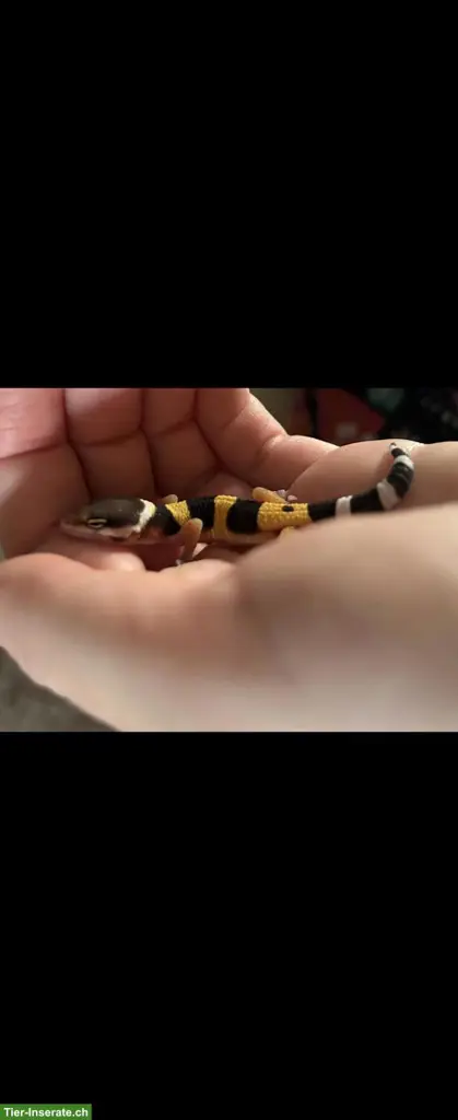 2-jähriges Leopardgecko Männchen aus eigener Nachzucht