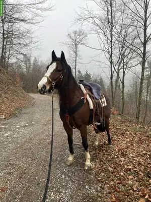 Wunderschöne Criollo Stute