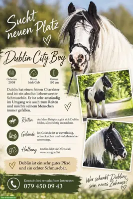 Grosser Irish Cob Wallach steht zum Verkauf