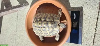 Männliche Griechische Landschildkröte, 12-jährig