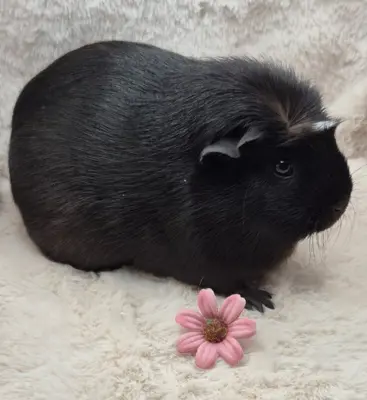 Tolle Meerschweinchen Dame