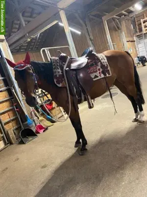 Reitbeteiligung für 8-jährige CH-Sportpony Stute