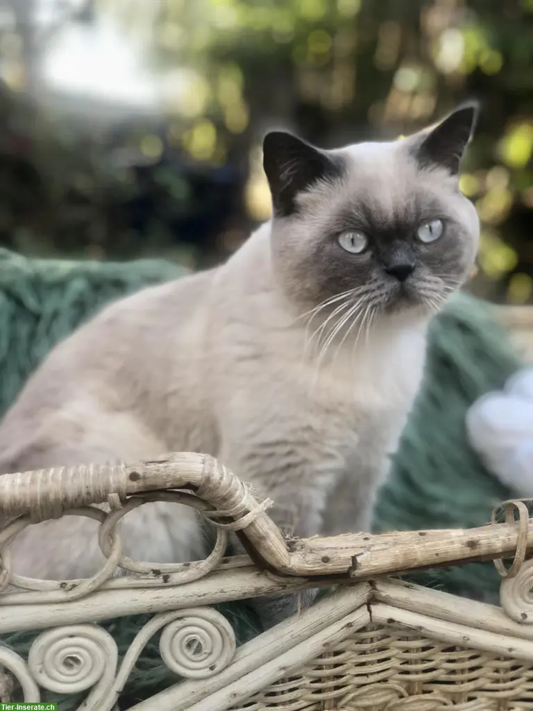 BKH Deckkater blue color point