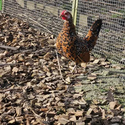 Bantam Zwerghennen, verschiedene Farben