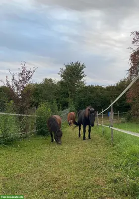 Offenstall für Kleinpferde nähe Winterthur/Frauenfeld