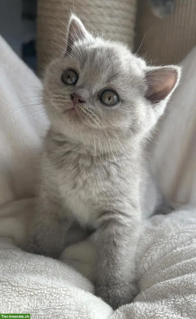 Wunderschöne BKH Britisch Kurzhaar Kitten mit Stammbaum