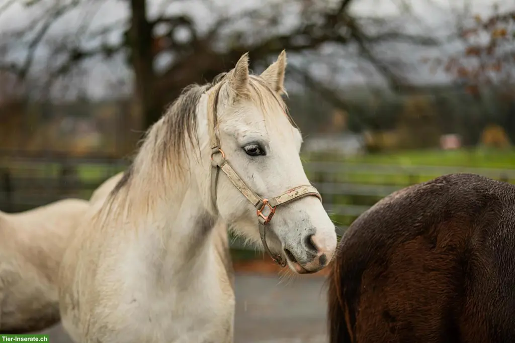 Welsh Pony Ruby, sensibles Beistellpony sucht Lebensplatz ans Futter