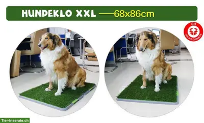Hundetoilette XXL ideal für Balkon Wohnung