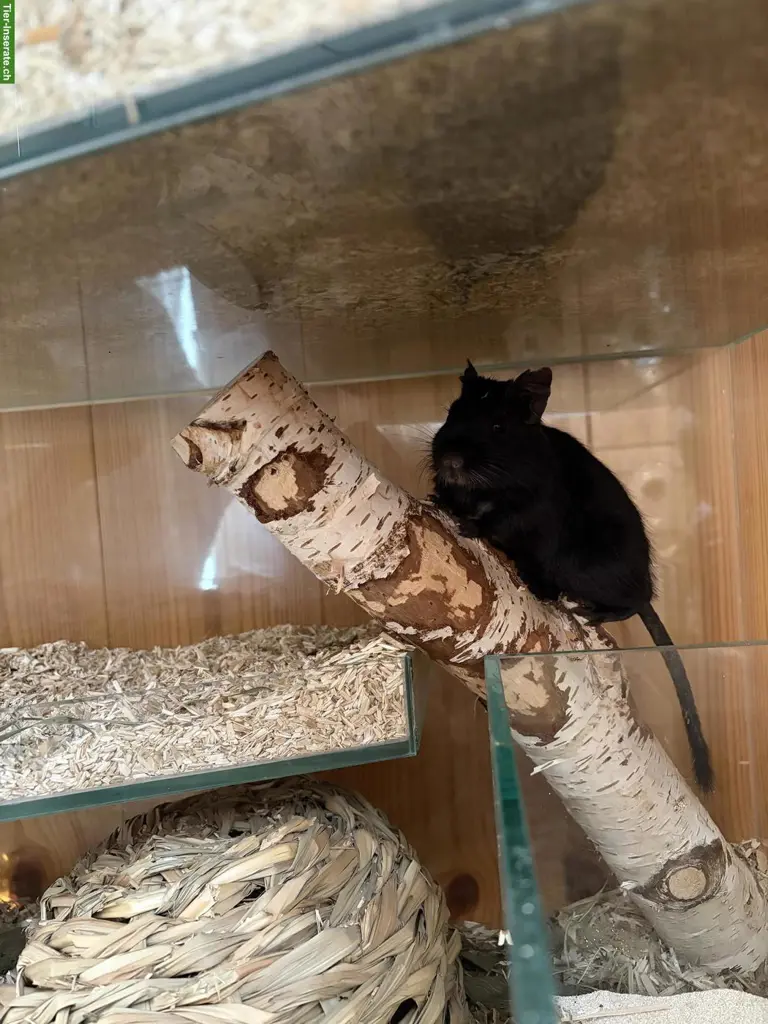 2 Degu Männchen, schwarz