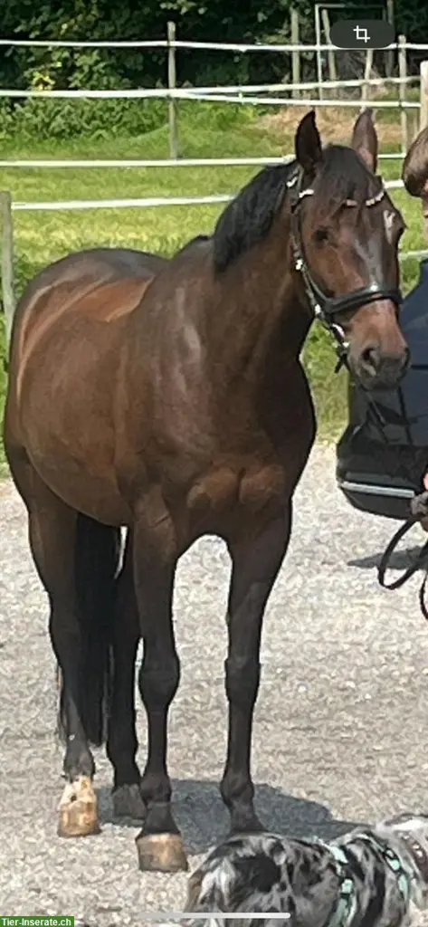 Toller 7-jährigen Wallach, 1.53m gross zu verkaufen
