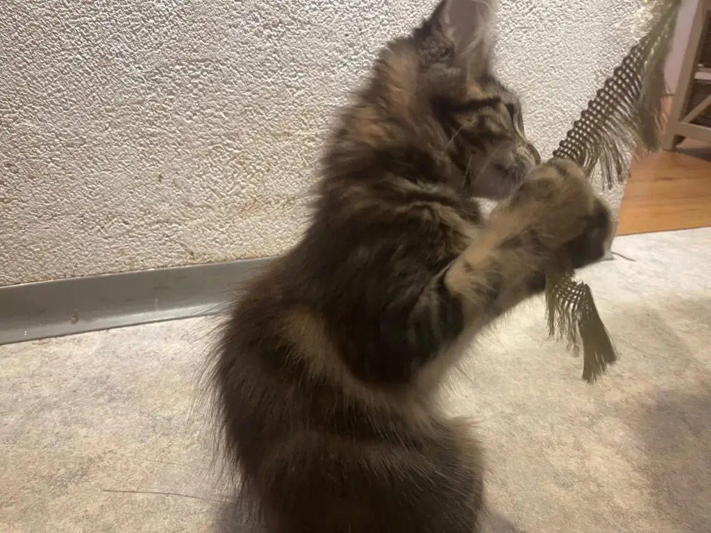 Maine coon Kitten mit Stammbaum