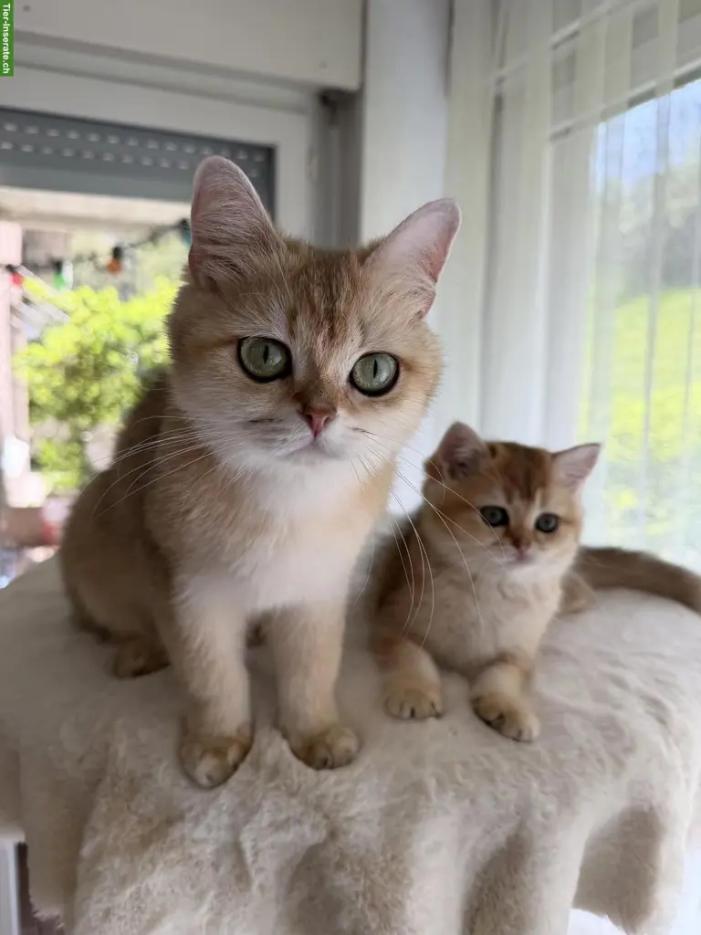 Britische goldene Chinchilla Kitten und Katzenmutter