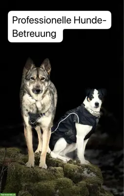 Professionelle Hundetagesbetreuung in Adliswil ZH