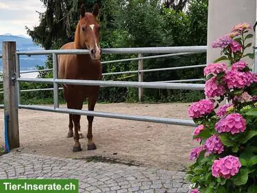 Platz frei in kleinem Aktivstall, Stäfa ZH